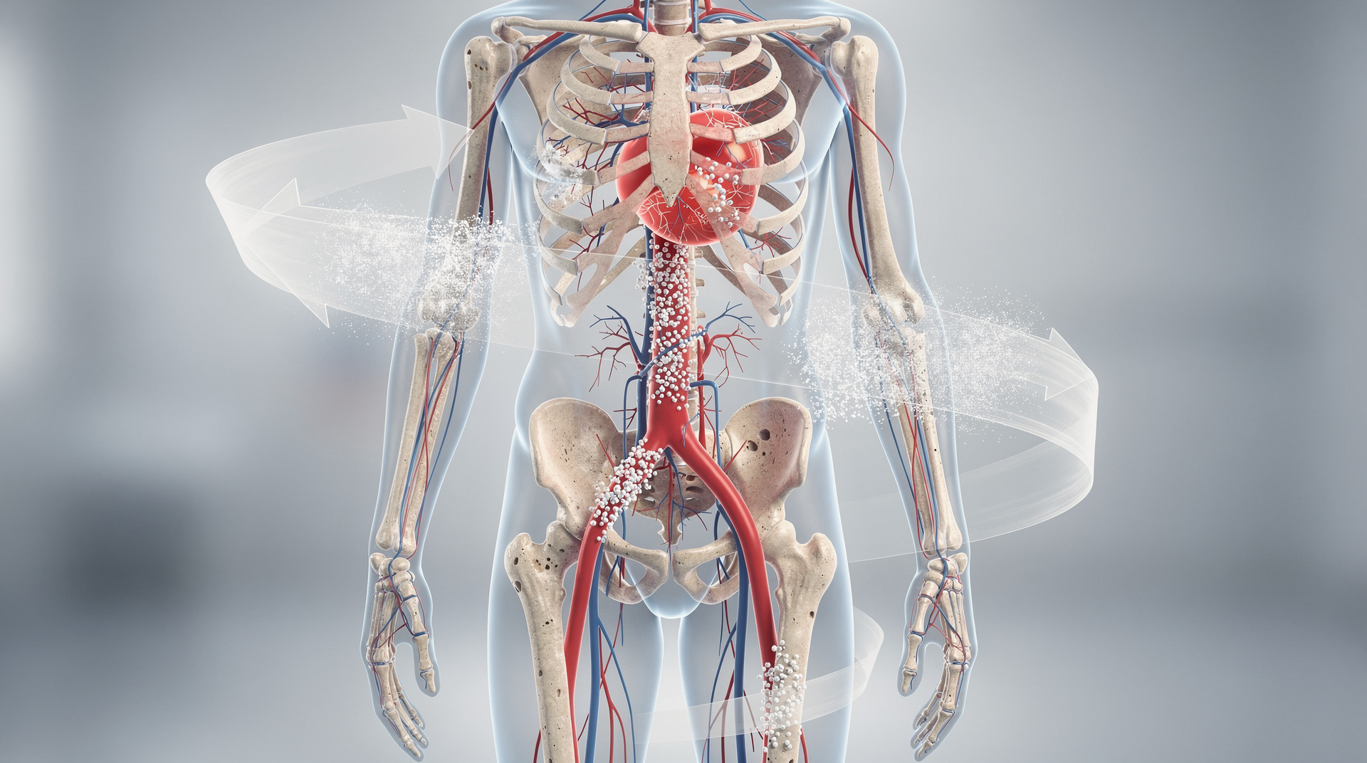 Схема обмена кальция между костной тканью и кровью