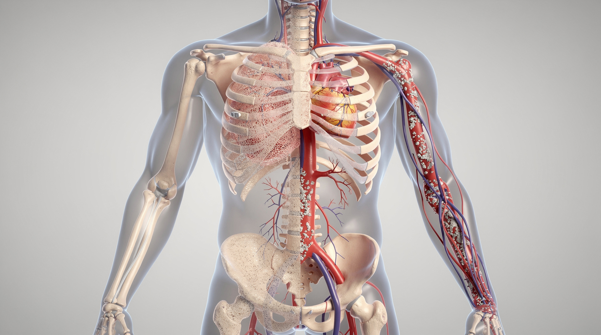 Схема распределения кальция между костями и кровью